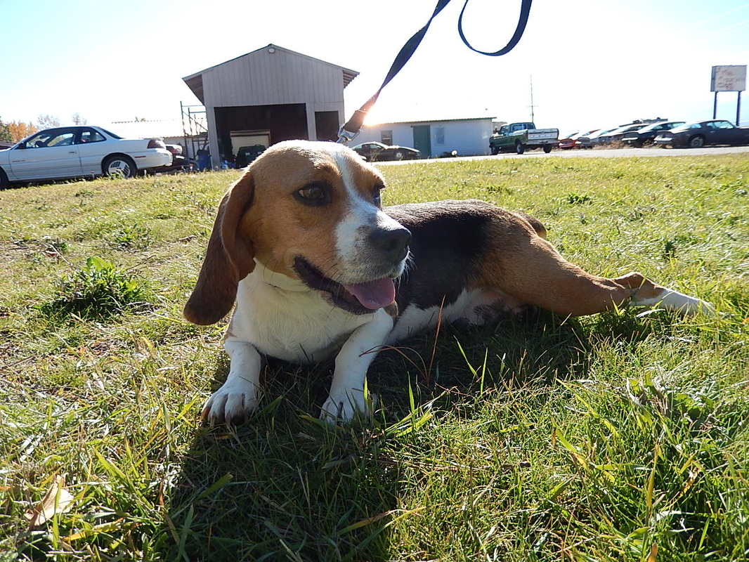 Beautiful Beagle Damn Mother Full Grown Miniature Beagle Dog