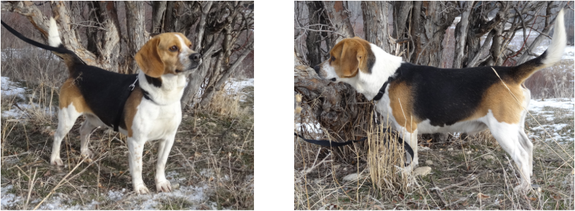 Pure-Bred-Miniature-Pocket-Beagle-Sire-Father-Dad-Full-Grown-Male