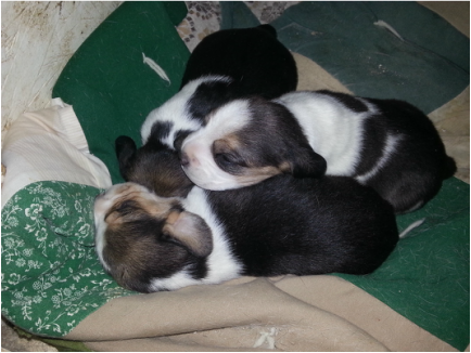Mini Pocket Beagle Puppies Picture