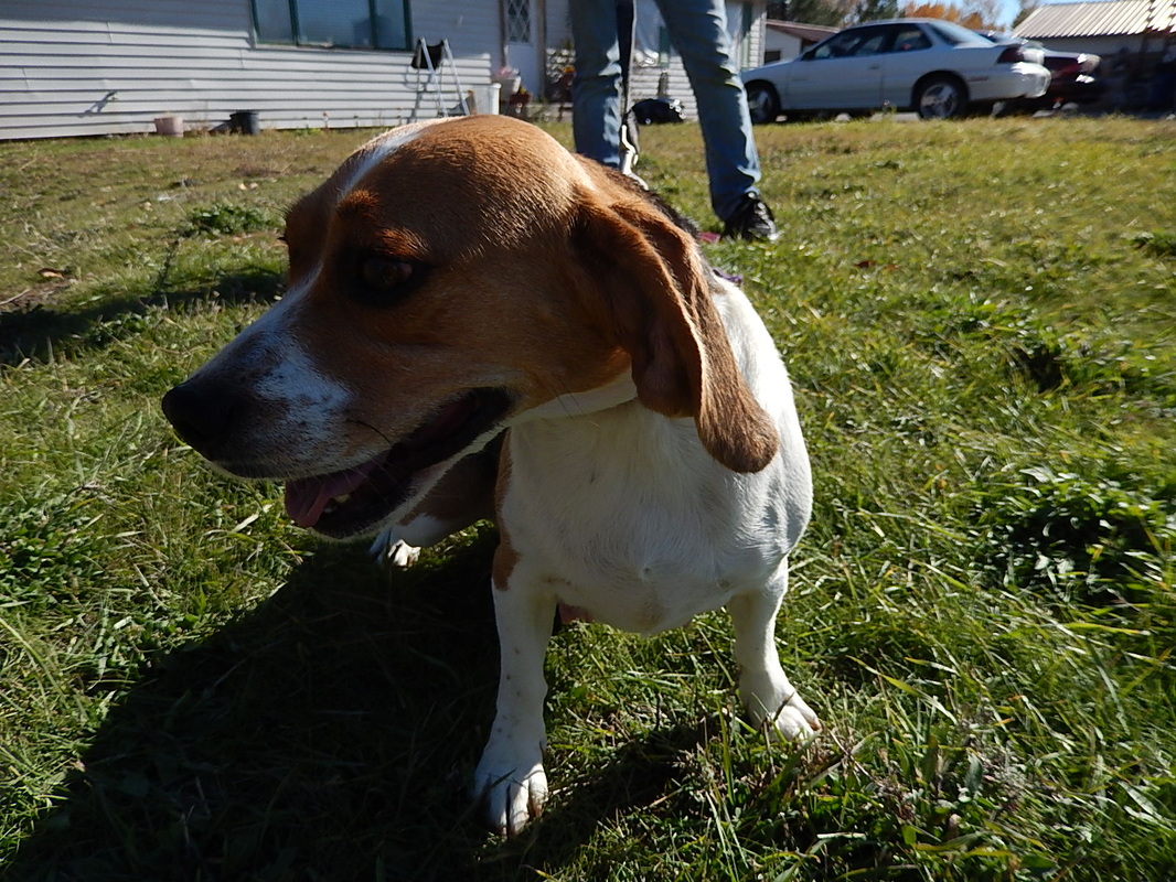 Well Marked Pure Bred Miniature Beagle Damn Mother Mon