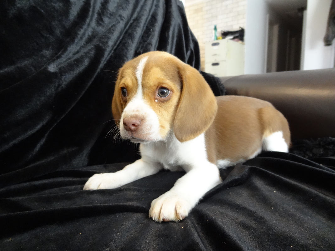 Playful Pocket Beagles Puppies For Sale ~ Playful Cute Tiny Toy Beagle - Pocket Beagles Mini