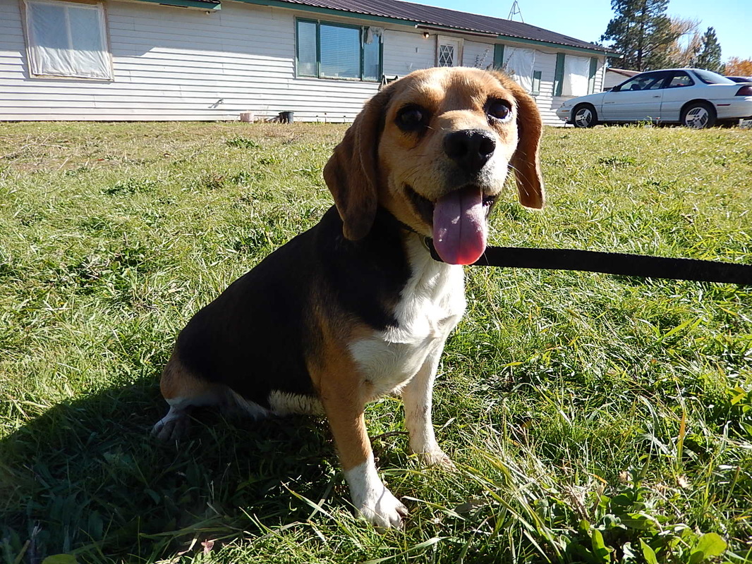 Well Marked Pure Bred Miniature Beagle Damn Mother Mon