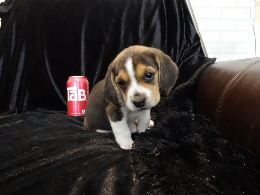 Tiny-Beagle-Puppies-Picture
