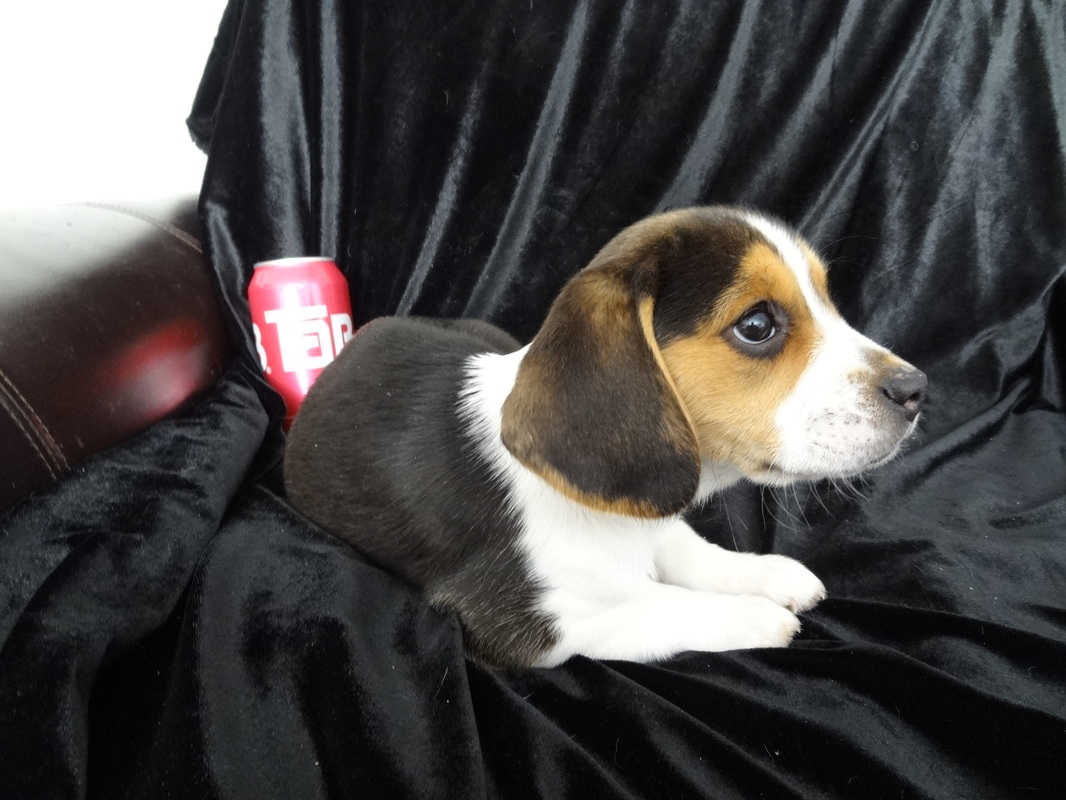 Beautiful-Tiny-Miniature-Pocket-Beagle-Pet-Picture