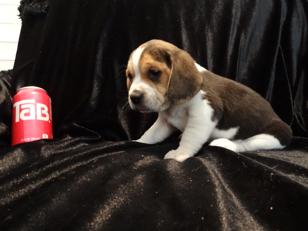 Tiny-Beagle-Puppies-Picture