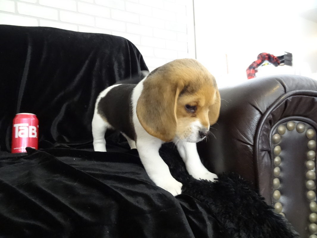 Beagle-Puppies-Tiny-Miniature-Dog-Pet-Picture
