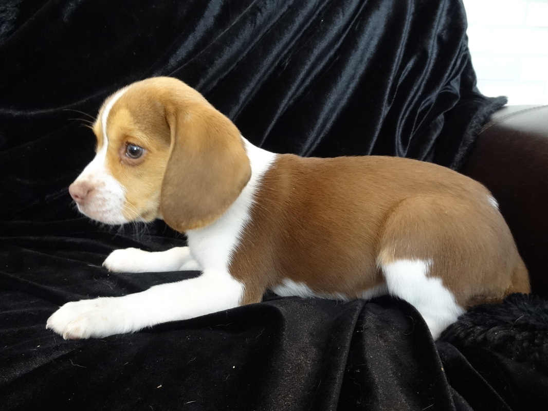 Pure-Bred-Beagles-Pocket-Tiny-Puppies-Picture