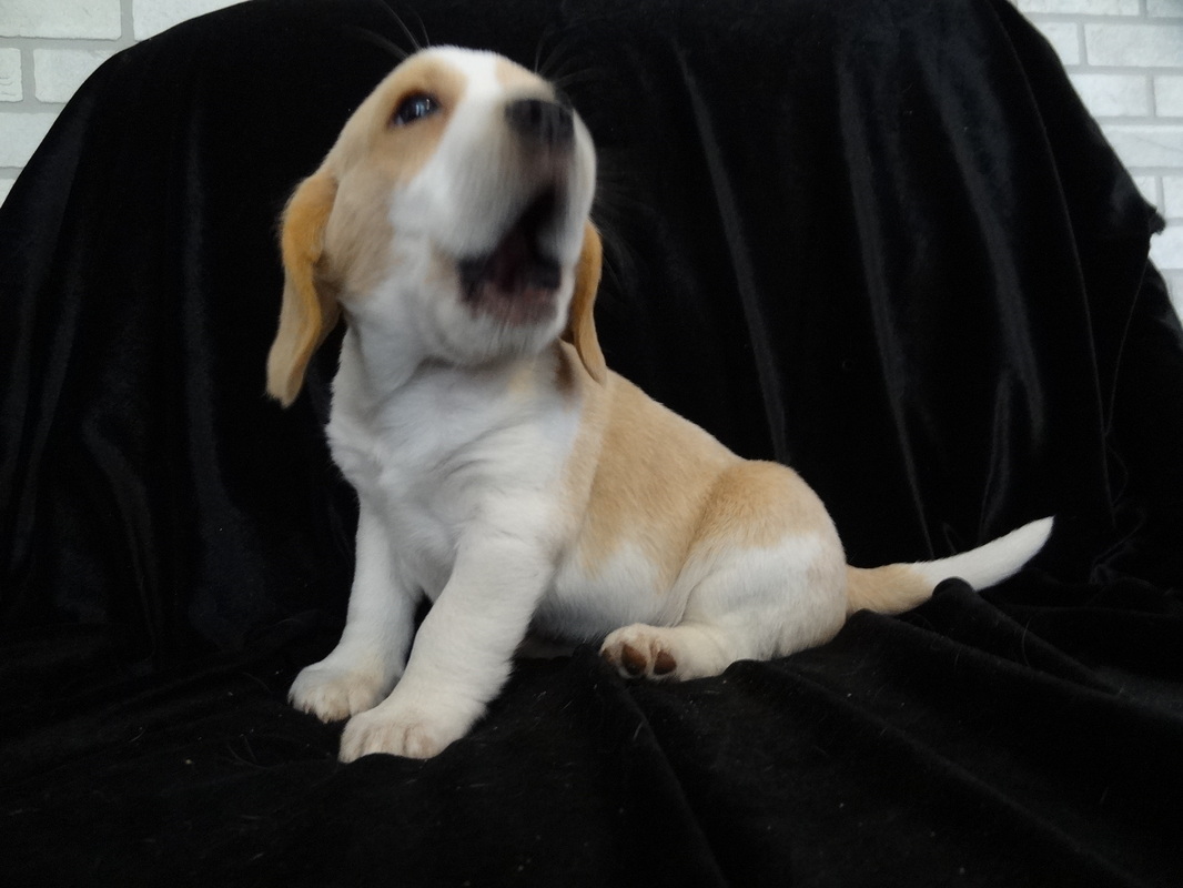 Pocket-Beagle-Puppy-Picture
