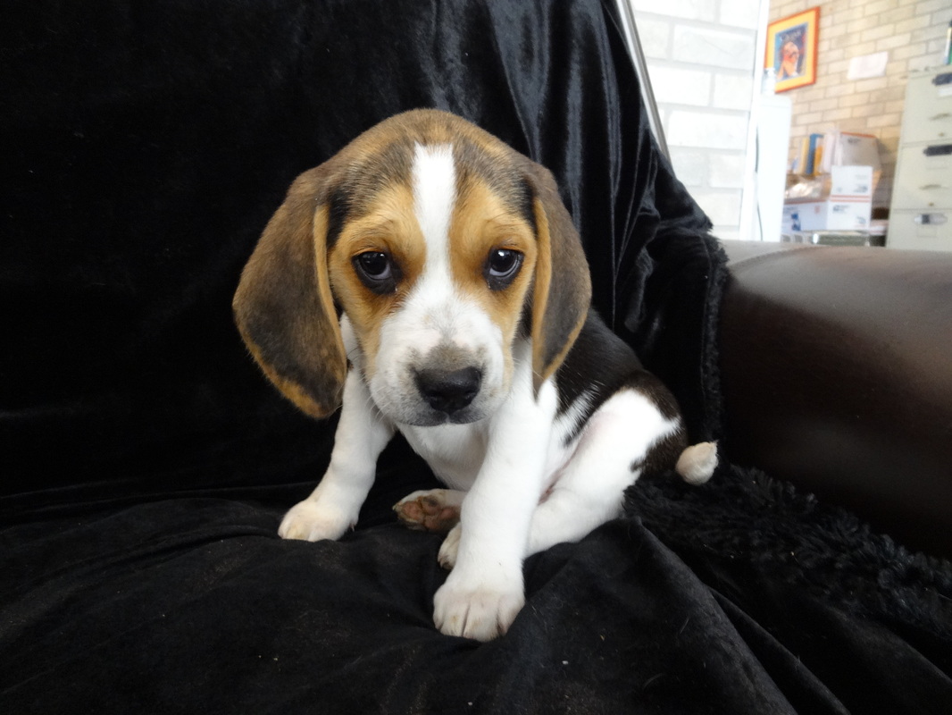 Cute-Adorable-Mini-Beagle-Puppy-Picture