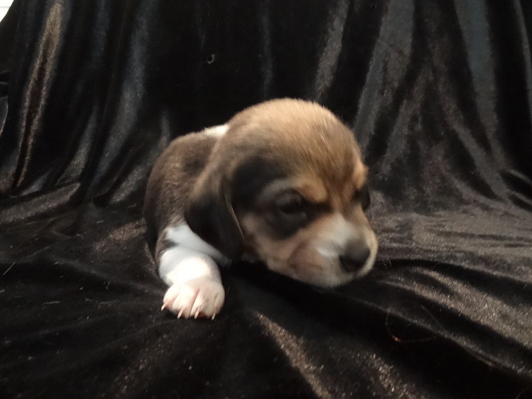 Miniature-Pure Bred-Pocket-Beagle-Puppy-Pictures