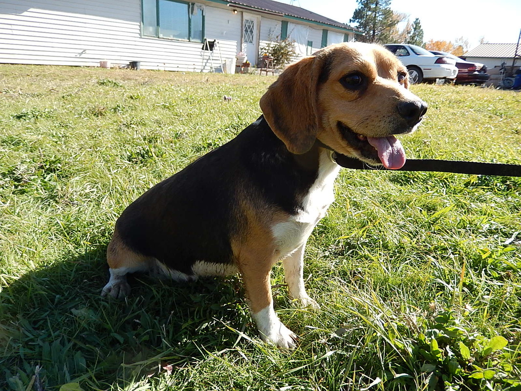 Miniature-Beagle-Puppy-Damn-Mother-Mon-Puppies-Full-Grown-Dog