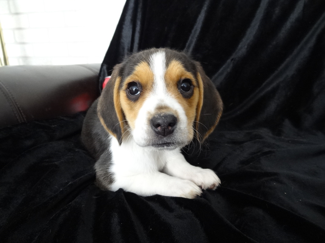 Cute-Adorable-Mini-Beagle-Puppy-Picture