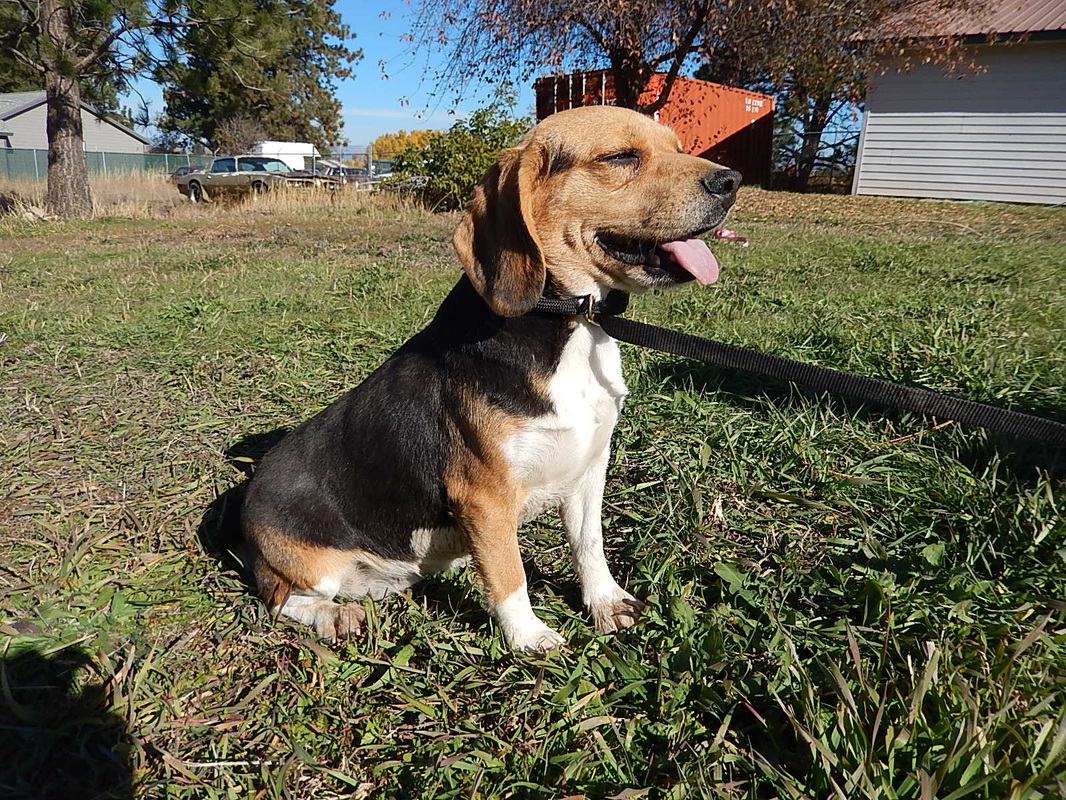 Beautiful Beagle Damn Mother Full Grown Miniature Beagle Dog