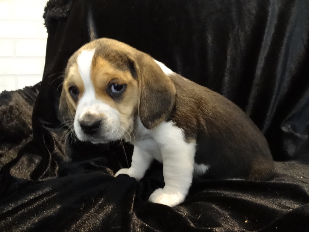 Playful Pocket Beagles Puppies For Sale ~ Playful Cute ...