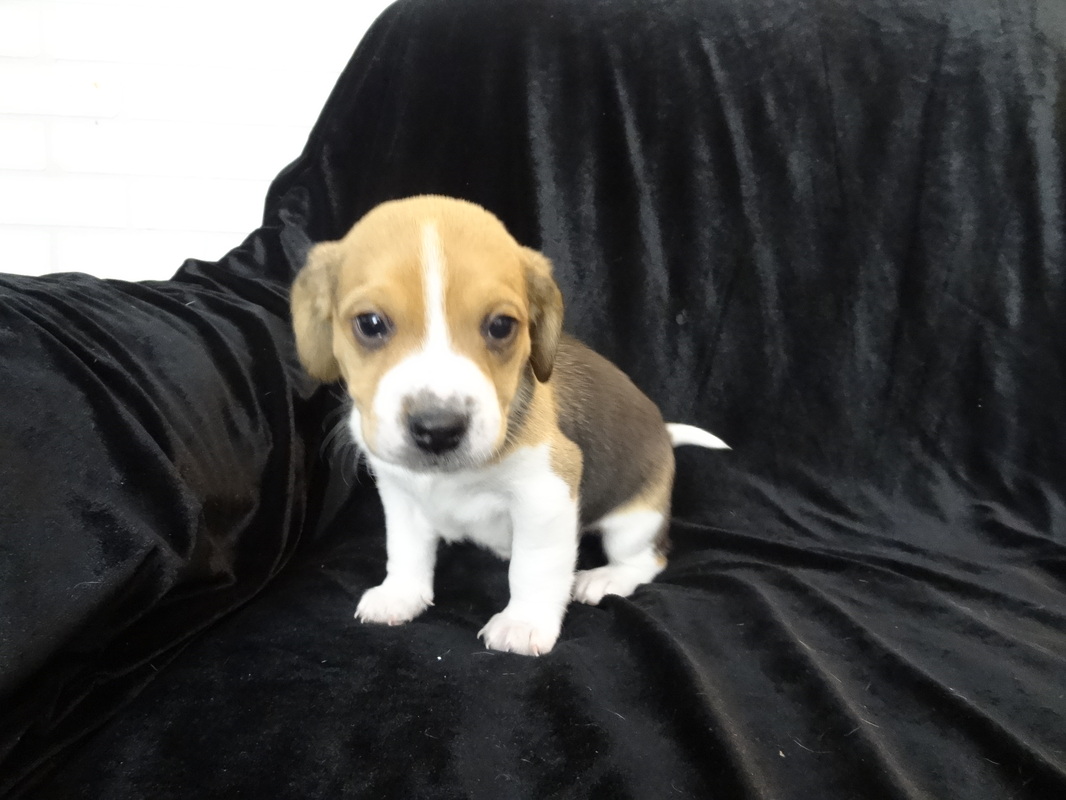 Pure-Bred-Beagles-Pocket-Tiny-Puppies-Picture