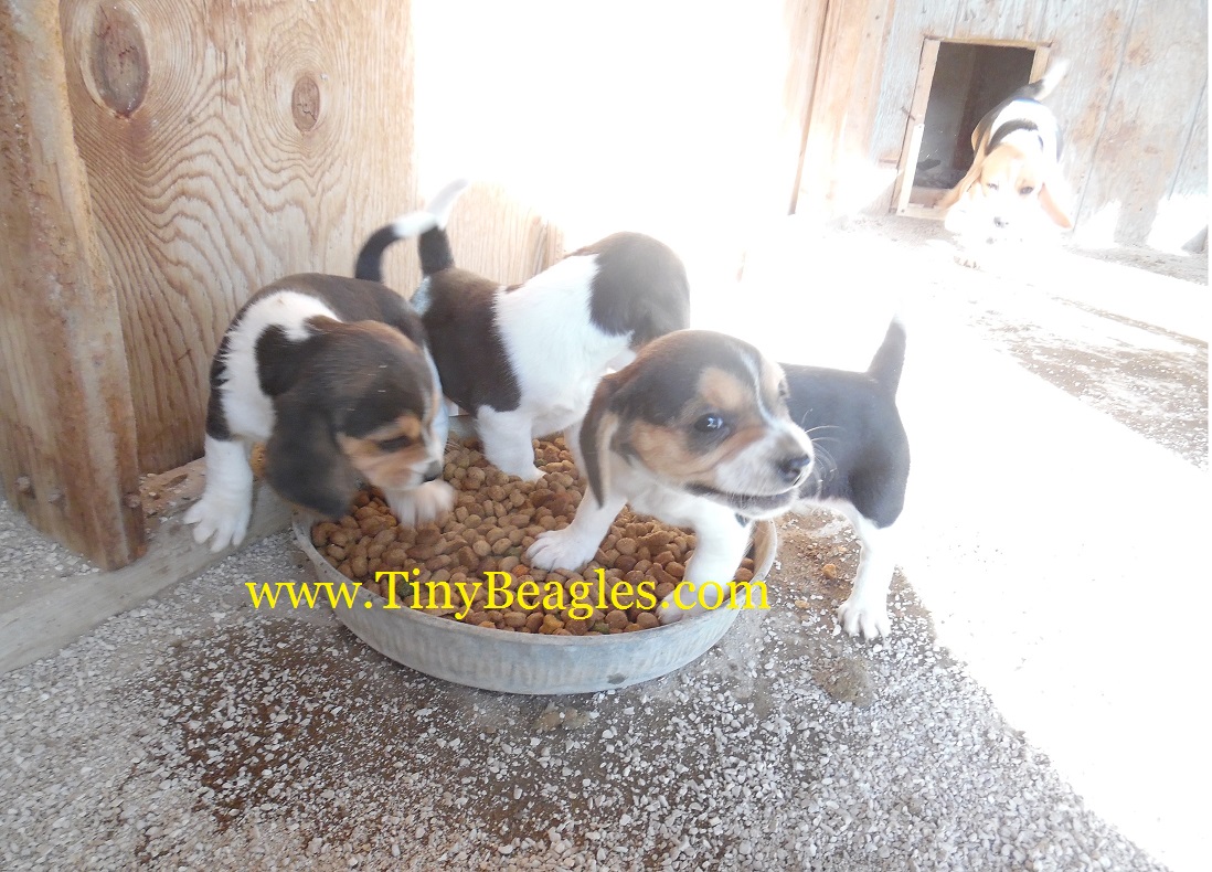 Queen Elizabeth Pocket Beagle Puppies Picture