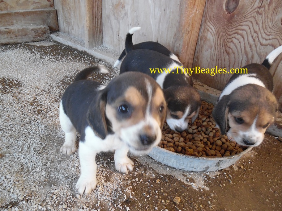 Mini Cute Little Beagle Puppies Picture