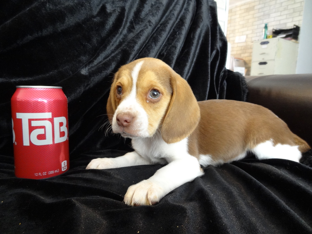 Beautiful-Tiny-Miniature-Pocket-Beagle-Pet-Picture