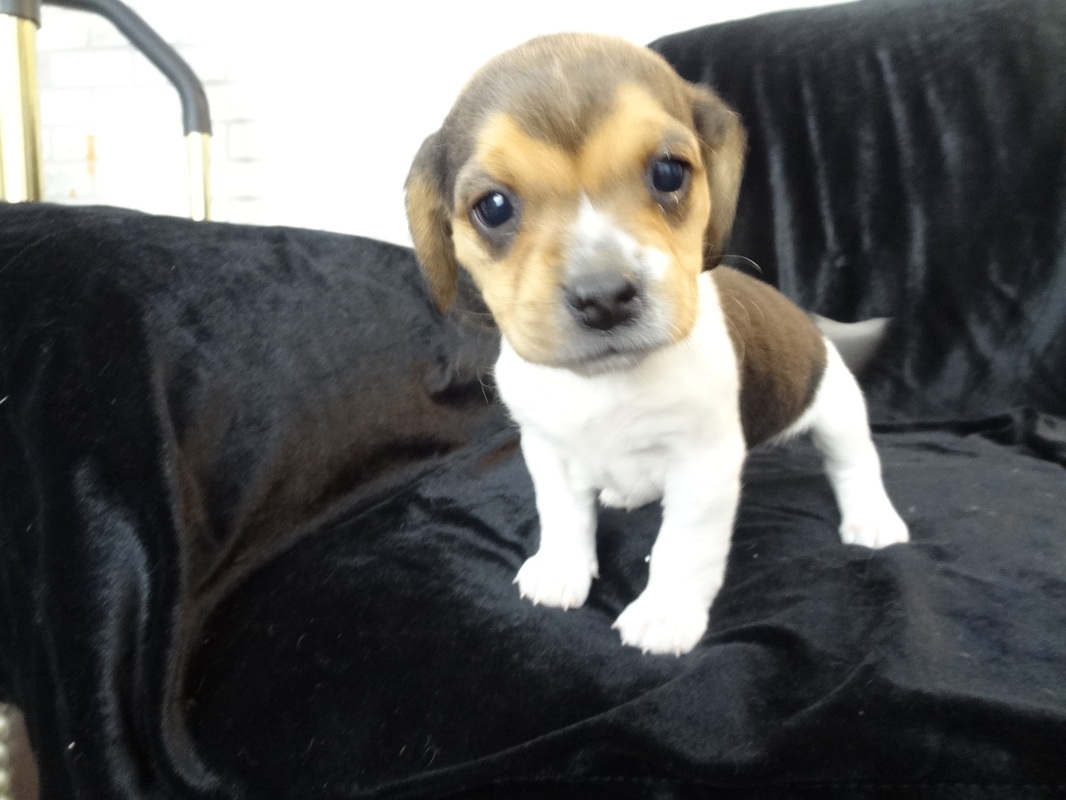 Playful Pocket Beagles Puppies For Sale ~ Playful Cute ...