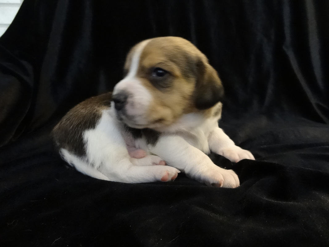 Pocket Beagles Mini Beagle Puppies Pocket Beagles Little