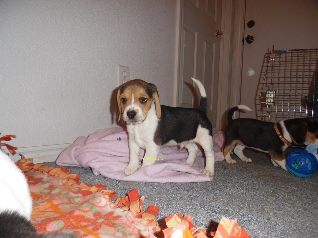 Mini Beagle Puppies Cute Picture