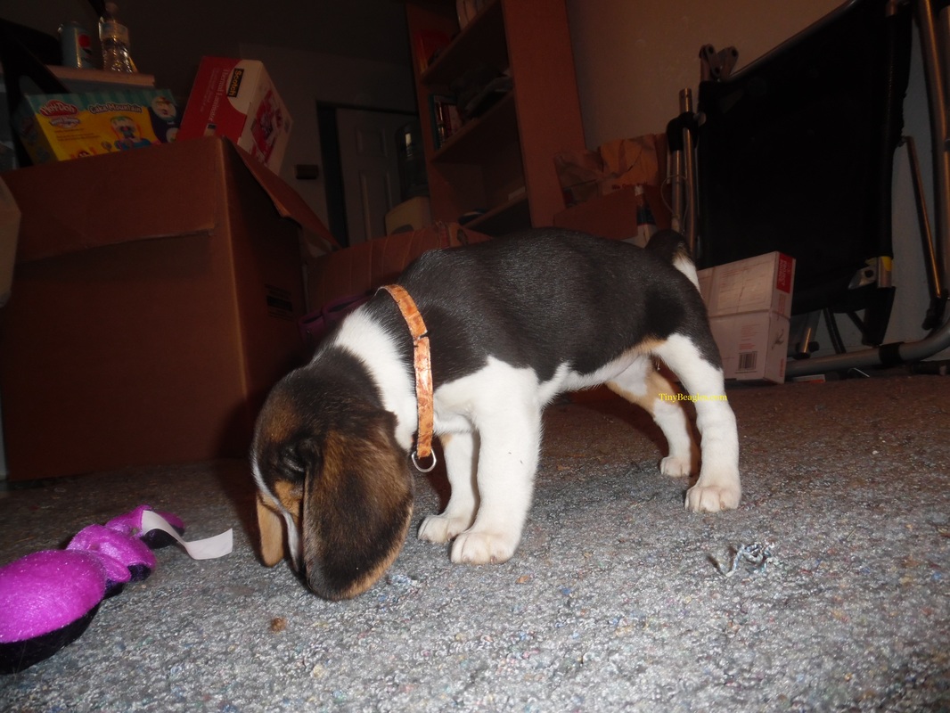 Female Pocket Beagle Puppy Picture
