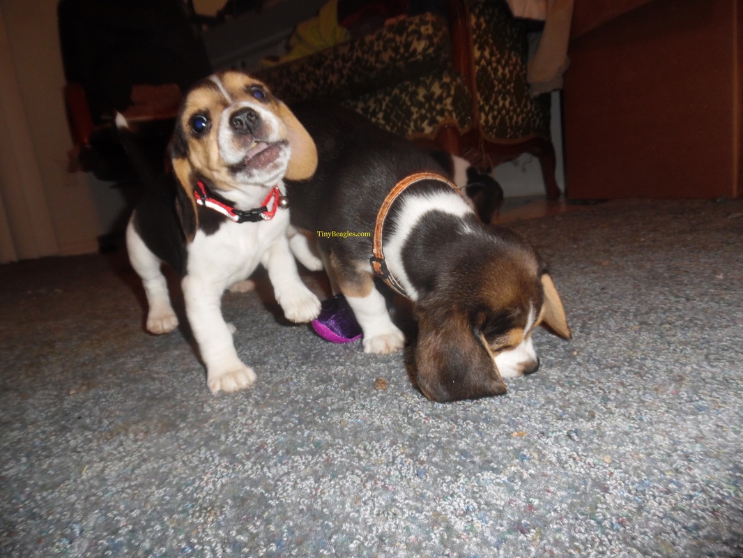 Tiny Cute Beagle Puppy Picture