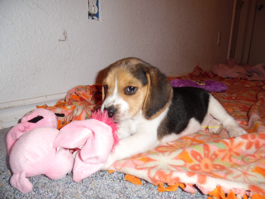 Male Pocket Beagle Puppy Picture