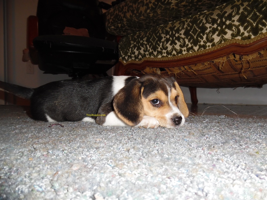 Toy Beagle Puppy Picture