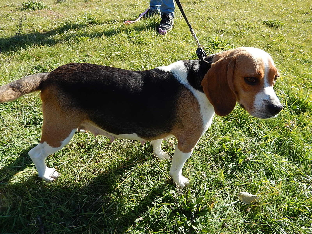 Miniature-Beagle-Puppy-Damn-Mother-Mon-Puppies-Full-Grown-Dog