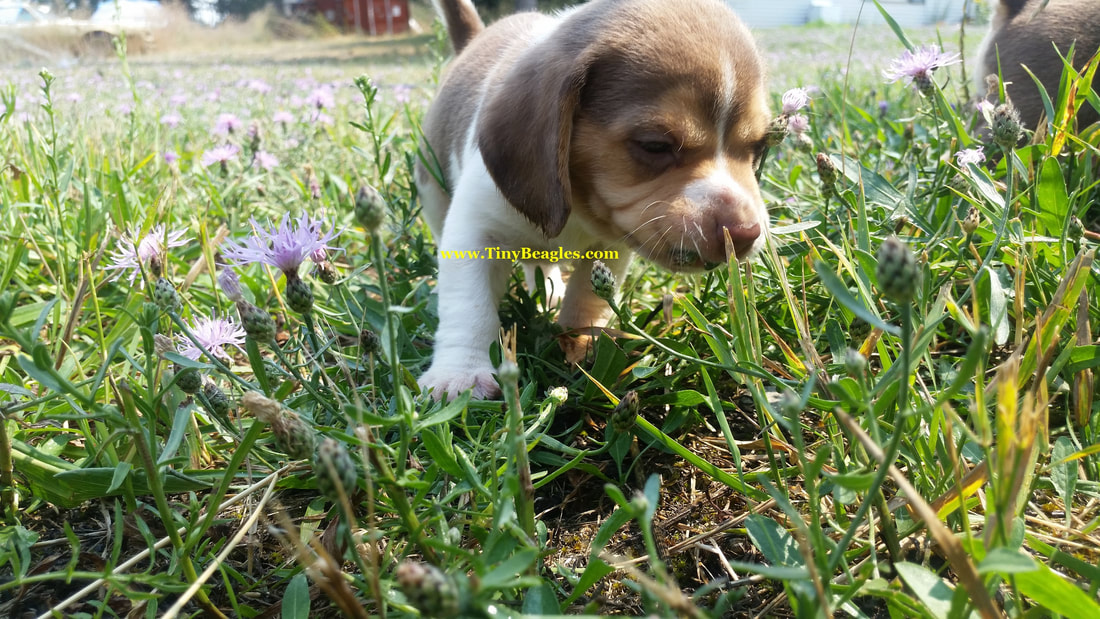 Cute Tiny Beagle Puppy Picture