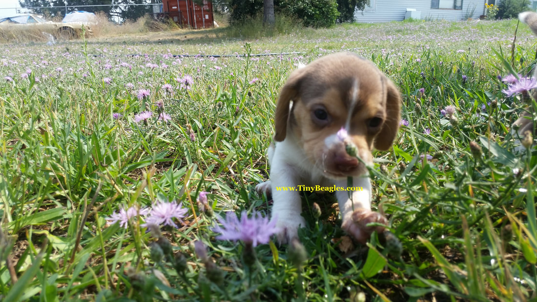 Pocket Beagle Puppy Picture
