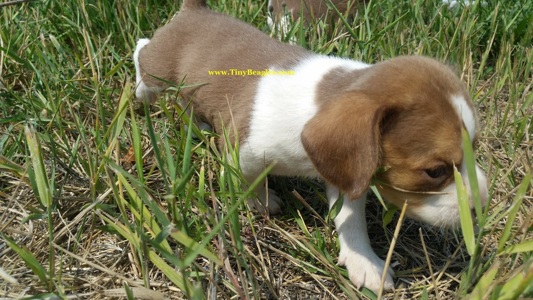Mini Pocket Beagle Puppy Picture