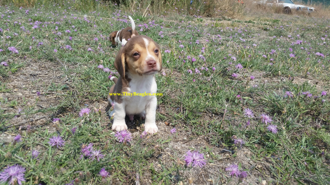 Cute Mini Beagle Puppy Picture