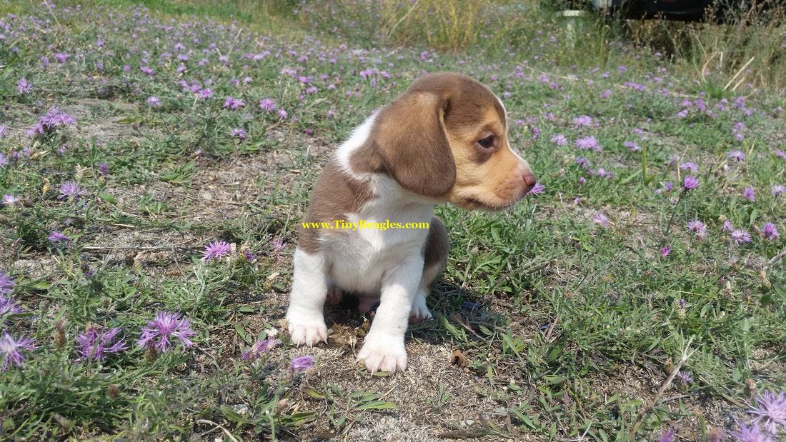 Little Beagle Puppy Picture