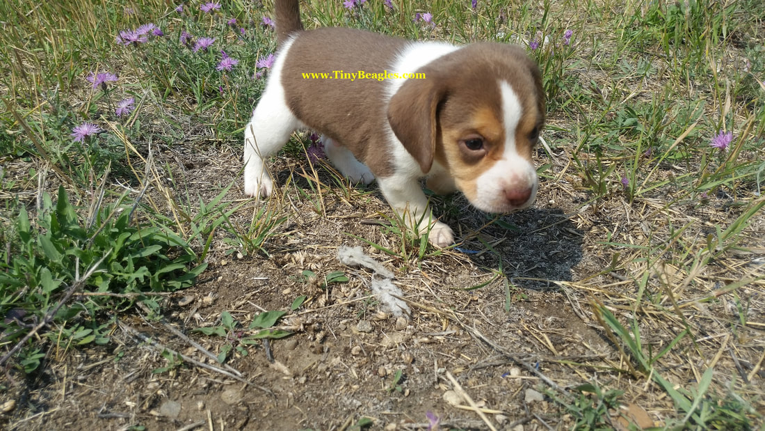 Queen Elizabeth Pocket Beagle Puppy Picture