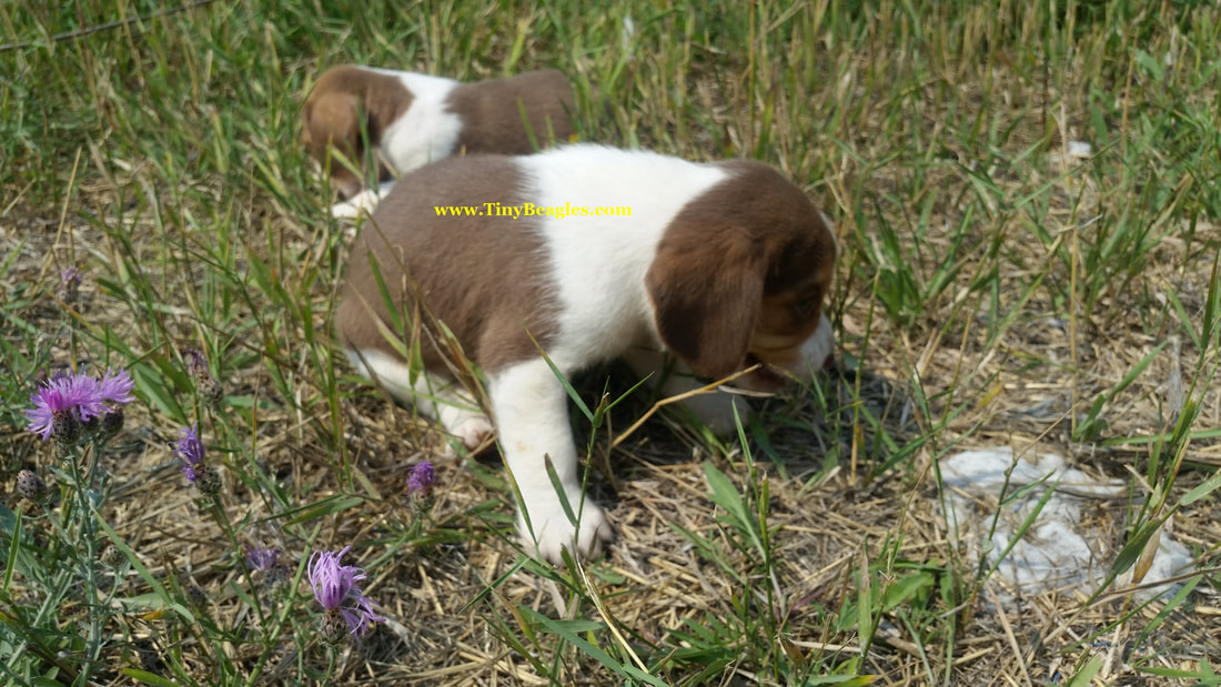 Mini Pocket Beagle Puppy Picture