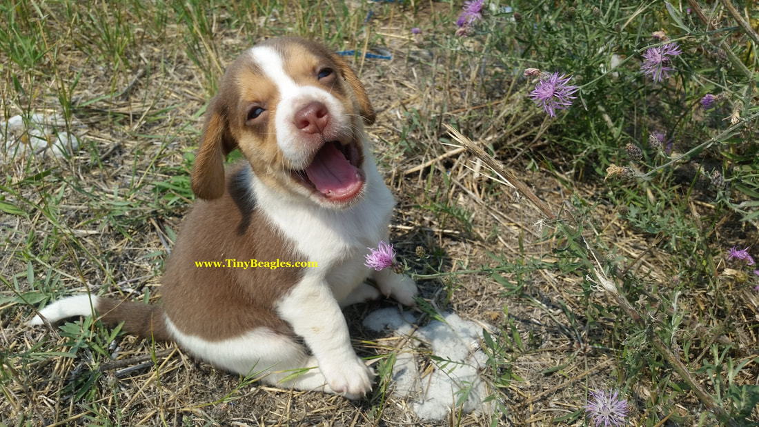 Tiny Msale Pocket Beagle Puppy Picture