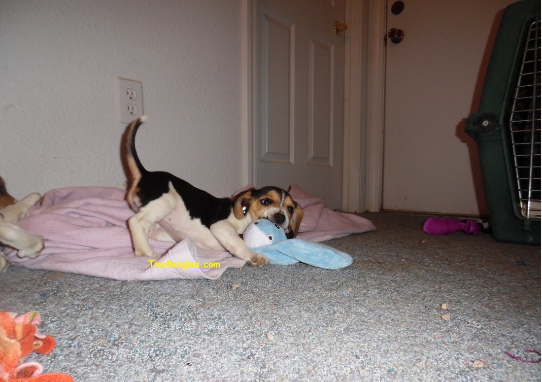 Cute Funny Beagle Puppy Picture